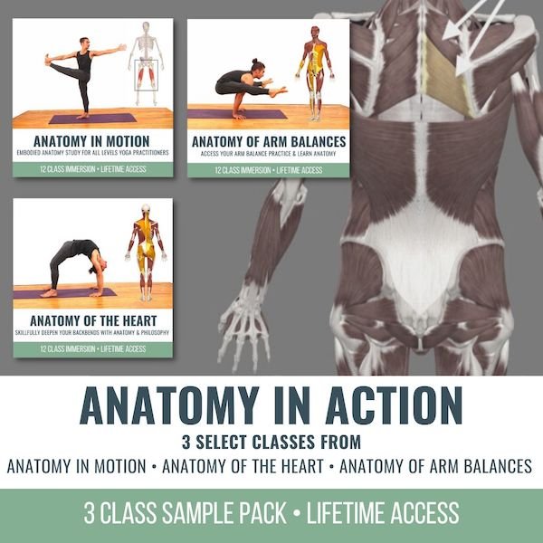 ANATOMY IN ACTION 3 CLASS PACK - THEYOGIMATT